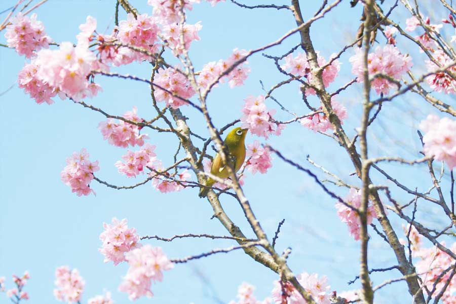 須磨離宮公園の桜とメジロ