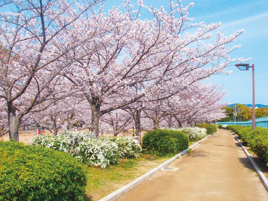 伊丹の瑞ケ池公園の桜