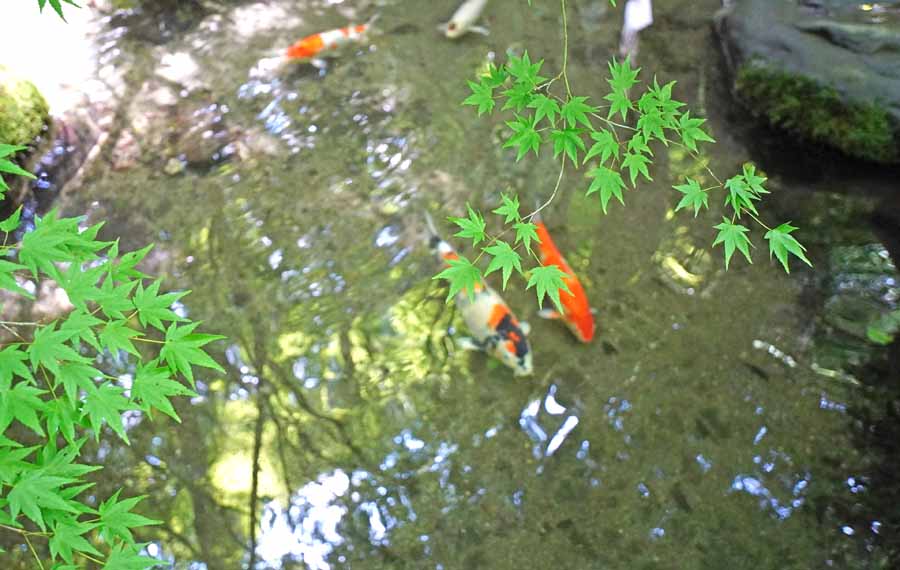 瑠璃光院の池の鯉