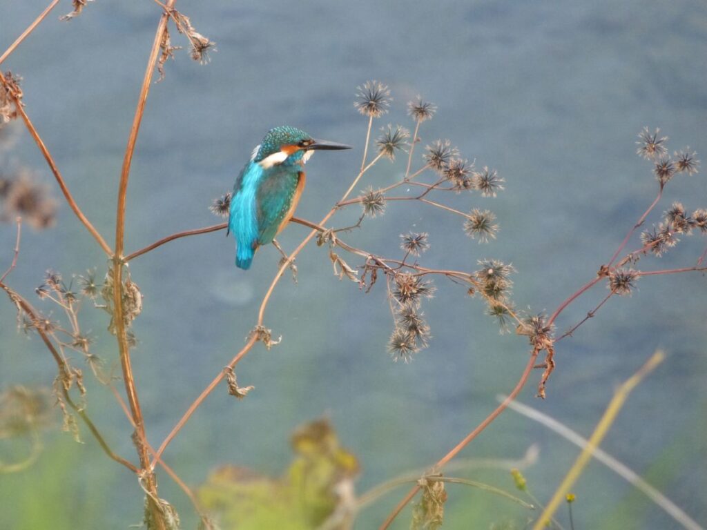 川辺にとまる青色の鳥