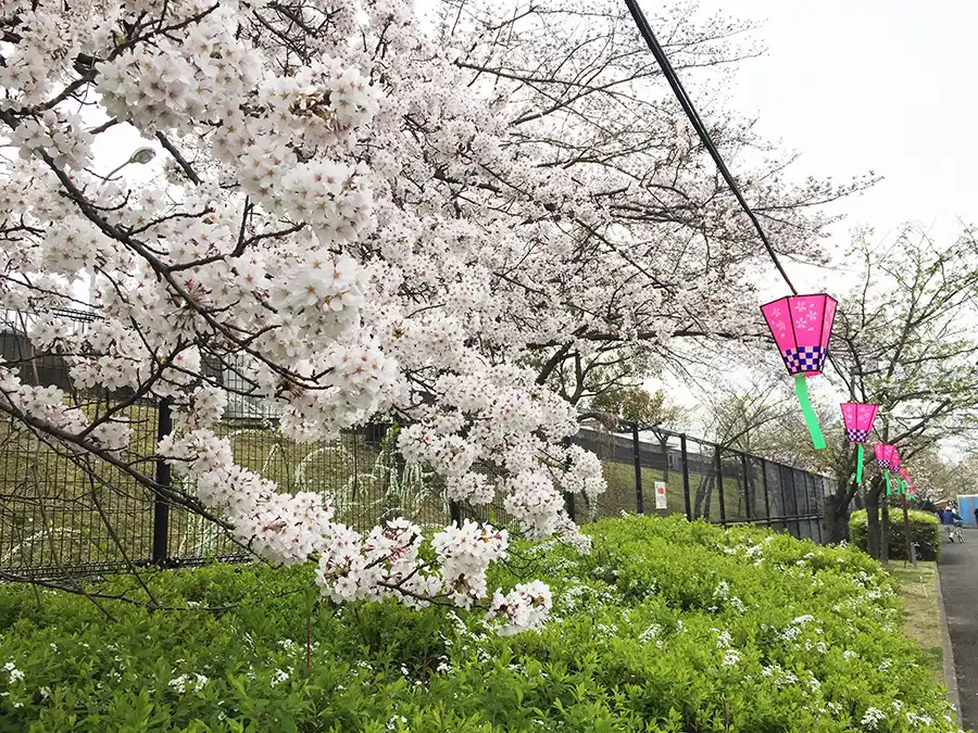 柴島浄水場の桜