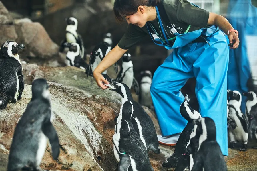 京都水族館のペンギンのごはんの時間