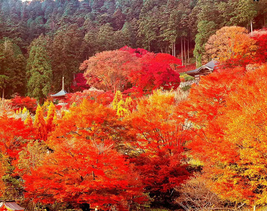 勝尾寺の紅葉