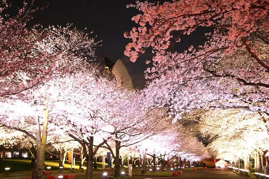 万博記念公園の桜ライトアップ