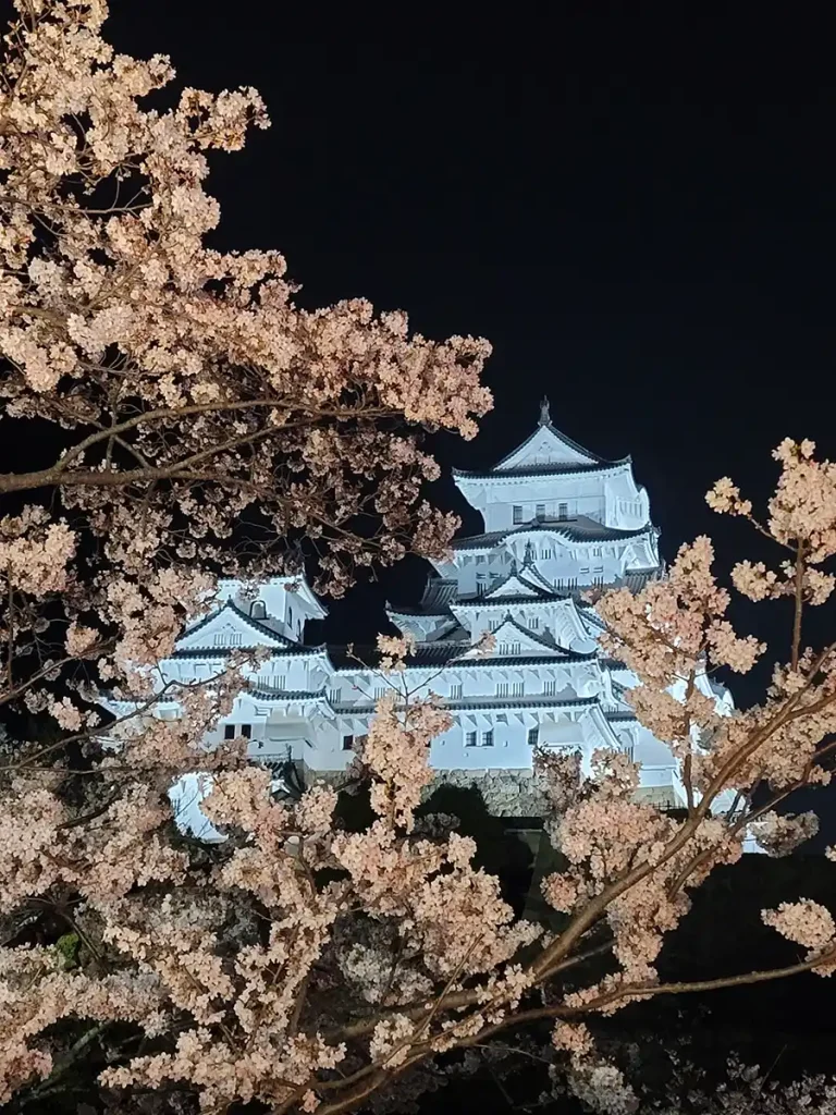 姫路城の桜ライトアップ