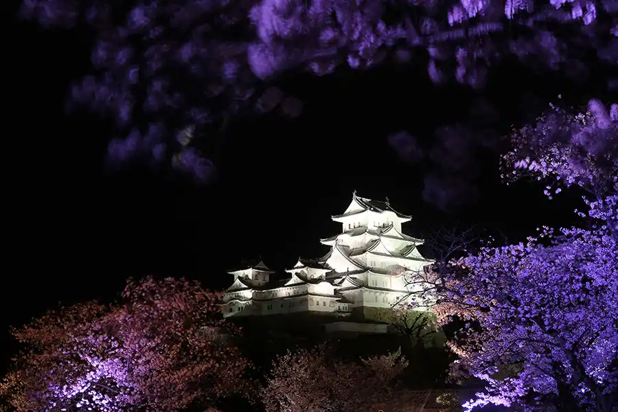 ライトアップされた桜と白く輝く姫路城