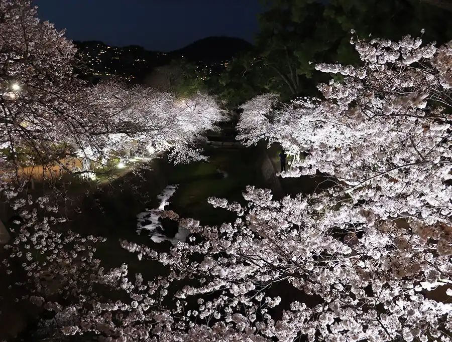 夙川の桜ライトアップと甲山