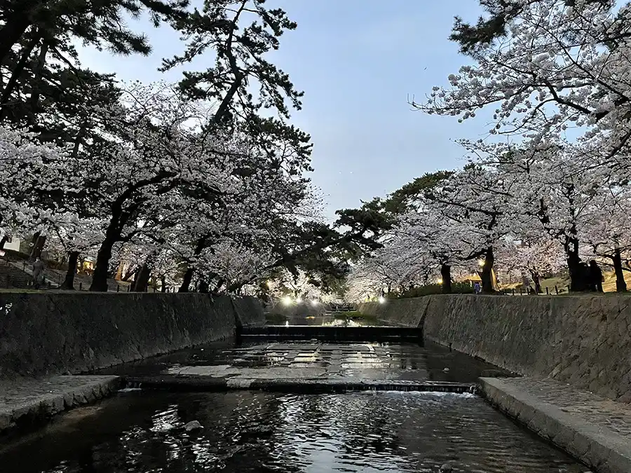 夙川の桜ライトアップ