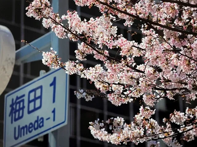 大阪ダイヤモンド地区の桜の風景