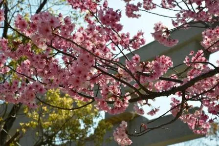 湊川神社　桜