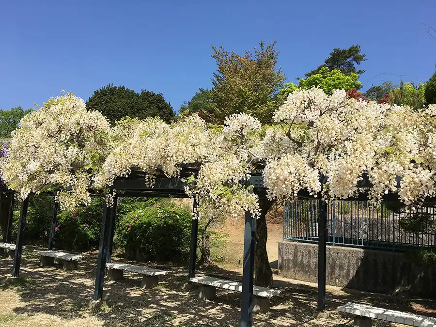 中山寺の白いフジ