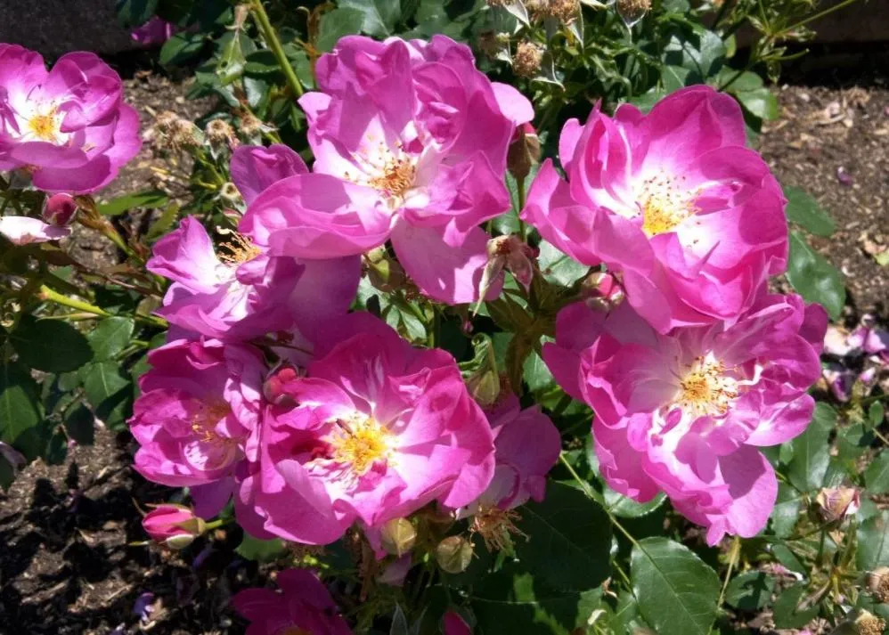 荒牧バラ公園　5月下旬