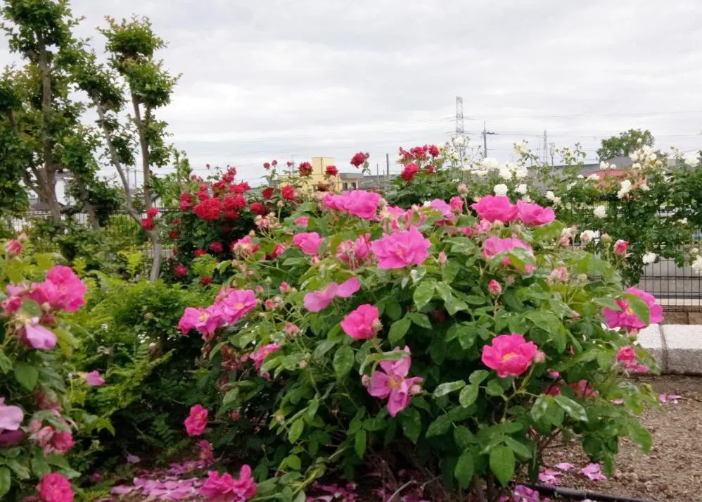 荒牧バラ公園　5月下旬