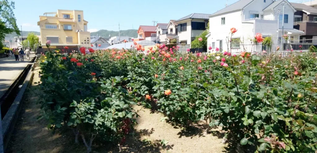 荒牧バラ公園　5月下旬