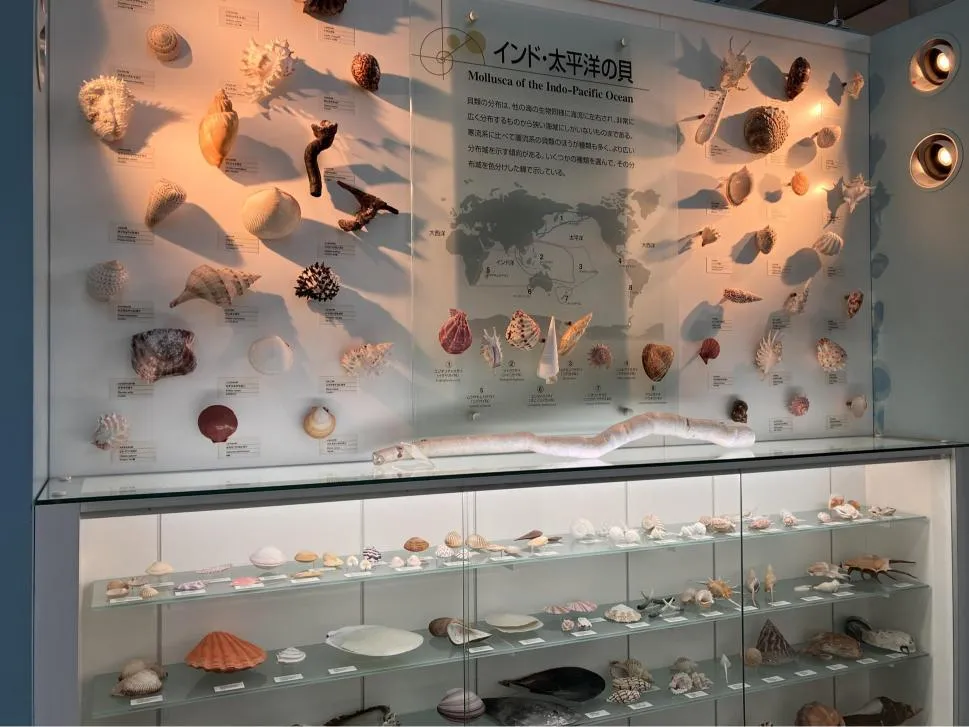 西宮市貝類館　「インド・太平洋の貝」