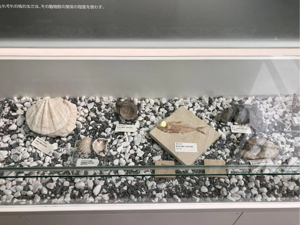 西宮市貝類館　貝の化石