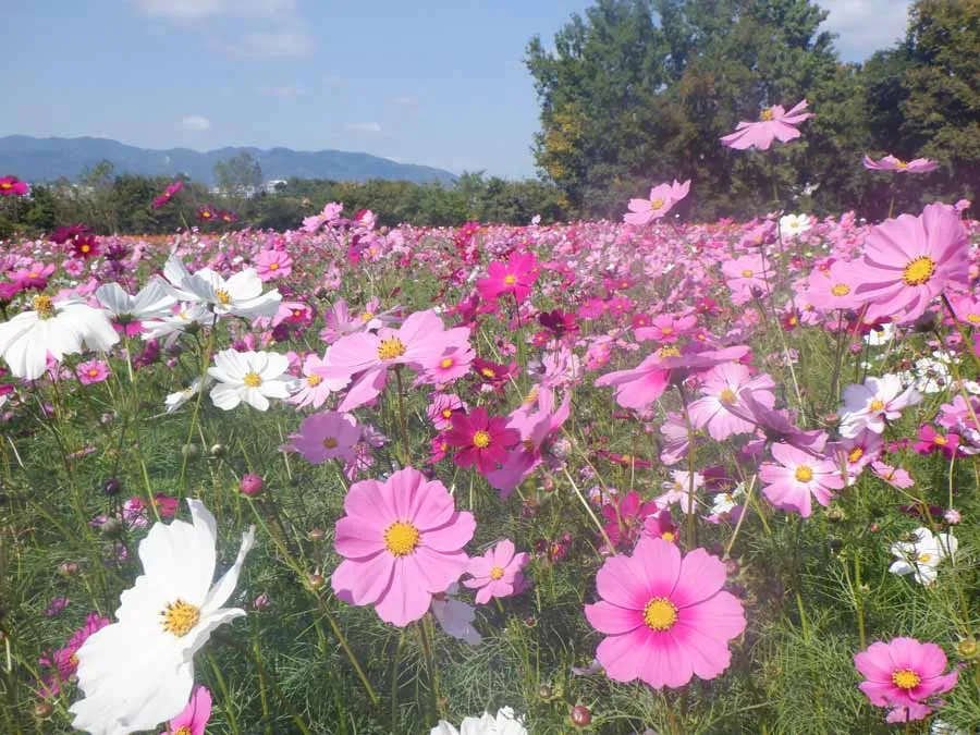 尼崎市髭の渡しのコスモス畑