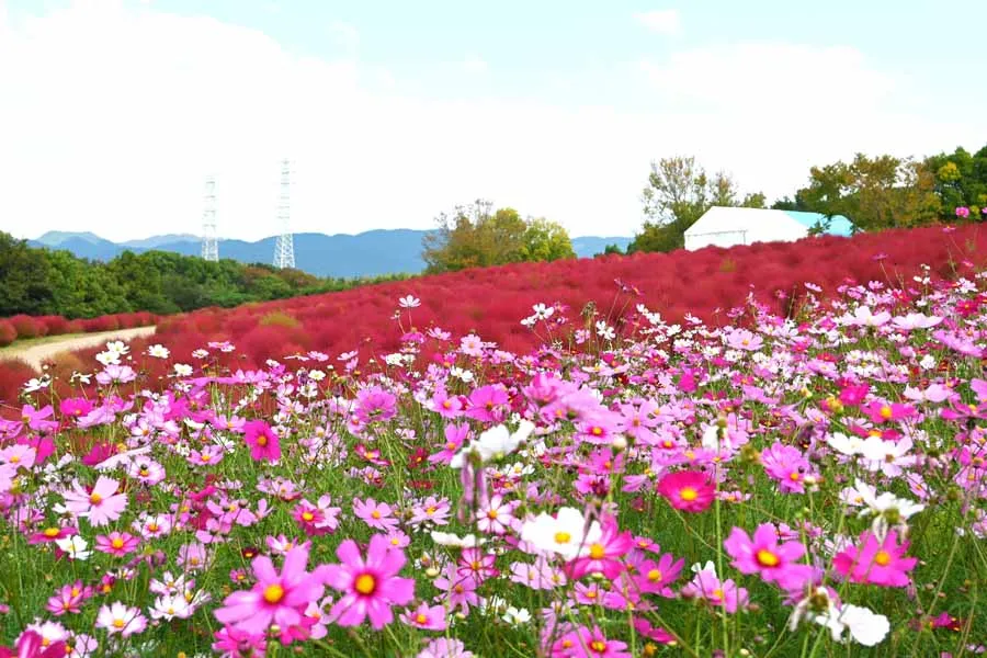 万博記念公園内のコスモス園