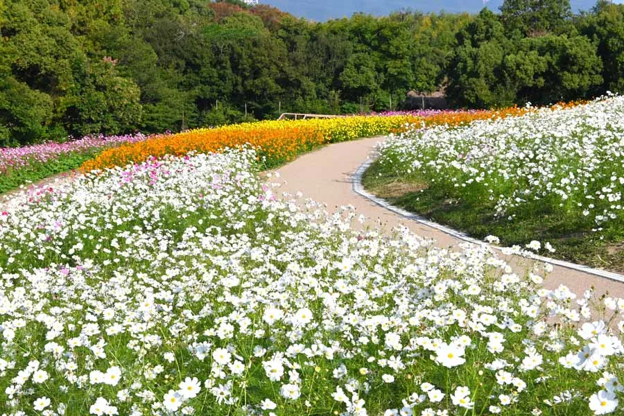 万博記念公園内のコスモス園の風景