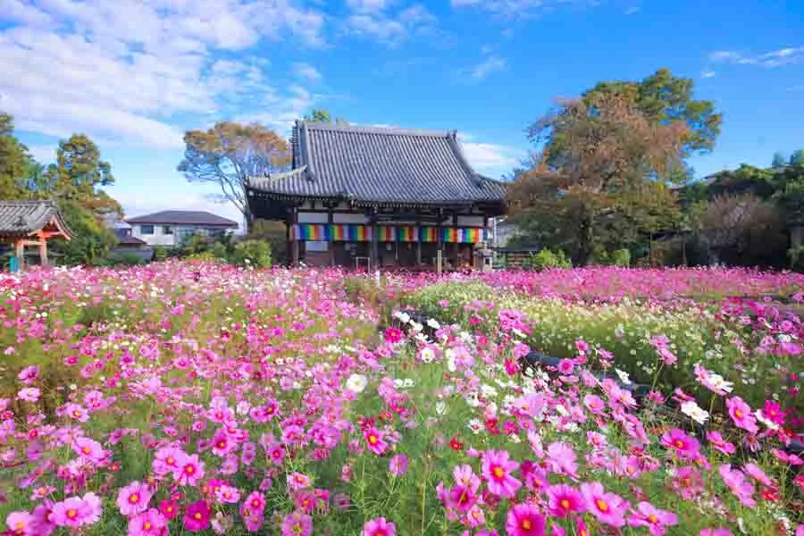 奈良県の般若寺のコスモス