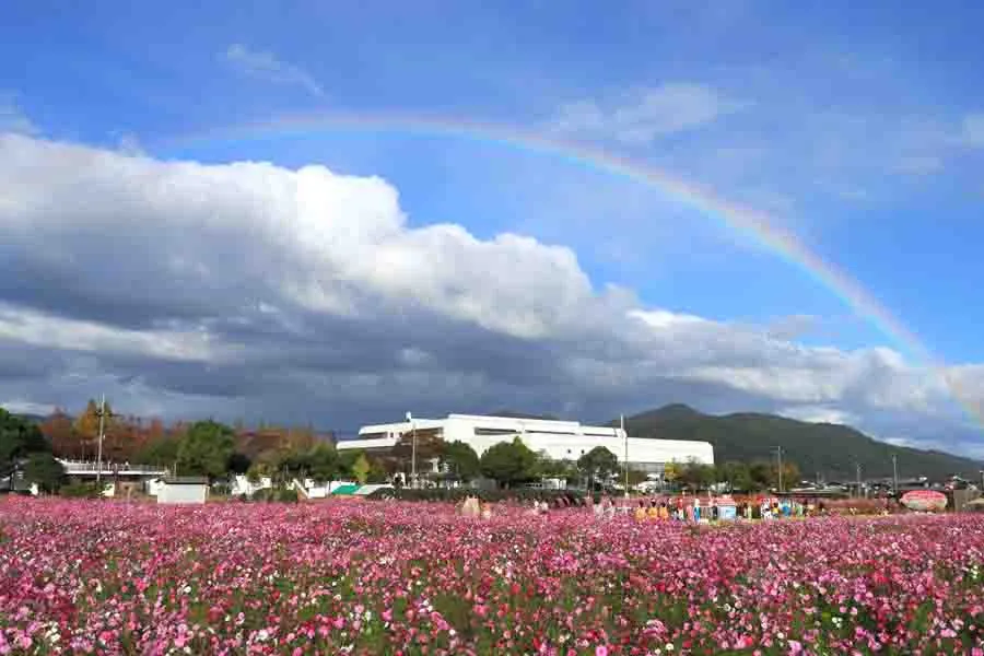 亀岡市のコスモス園