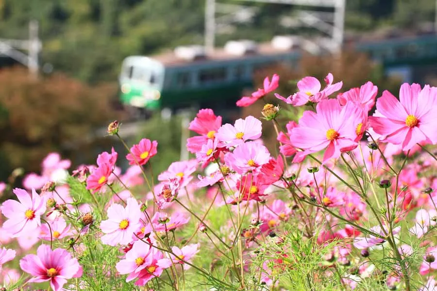 神戸総合運動公園 コスモスの丘上広場の風景