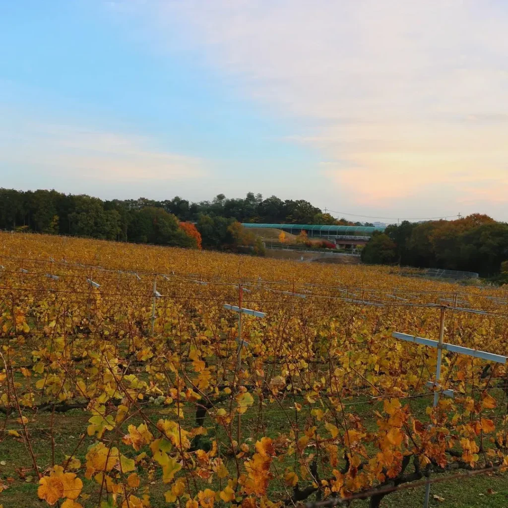 神戸ワイナリーのぶどうの葉の紅葉風景