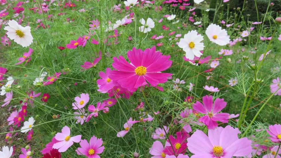 京都府立植物園のコスモス畑