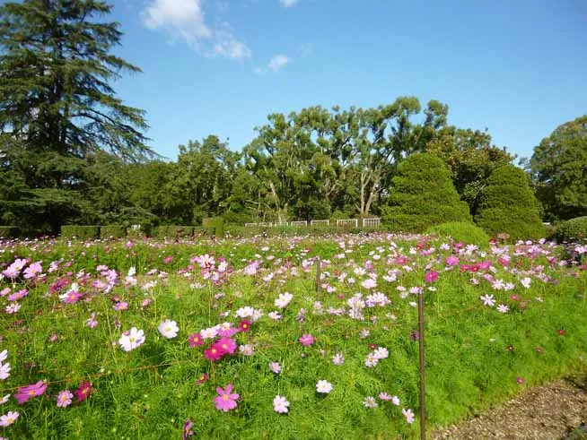 京都府立植物園のコスモス畑