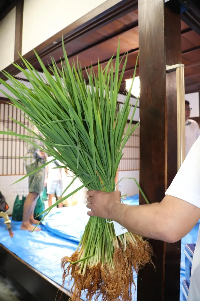 祇園祭　三若神輿会　青稲