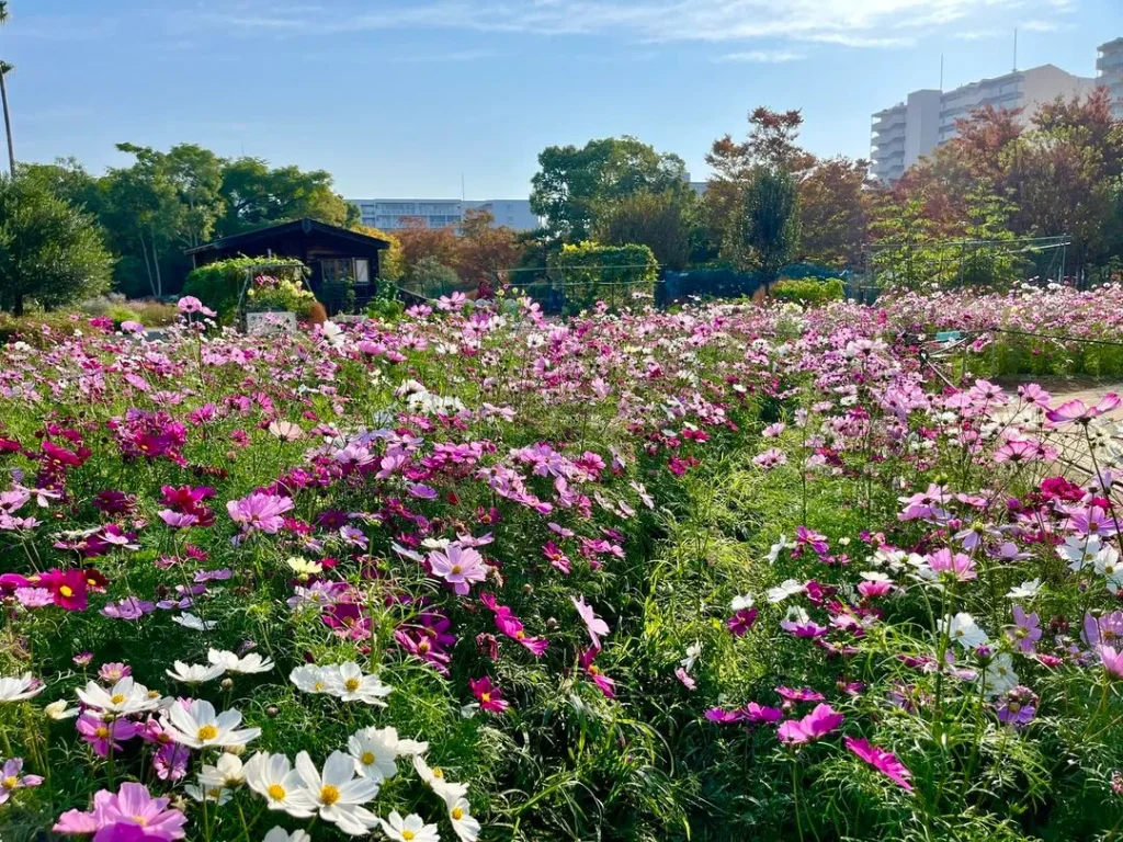 長居植物園のコスモス畑