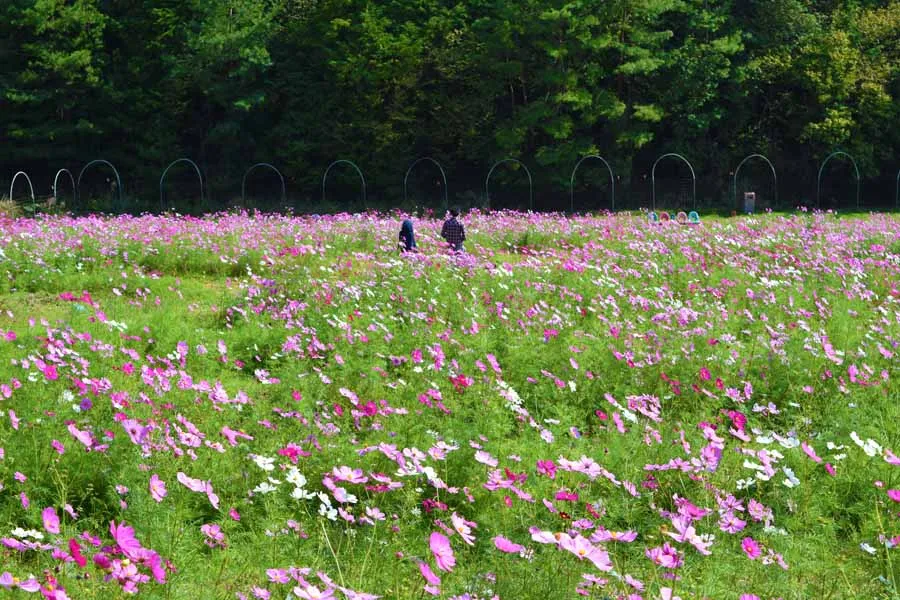 嵐山高雄パークウェイのコスモス畑