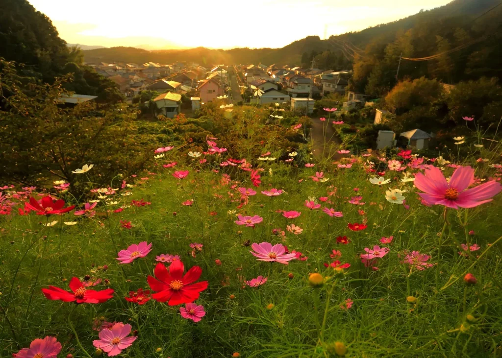 とよのコスモス園の夕景