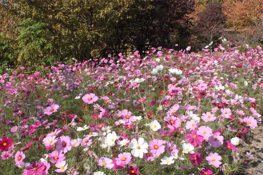 宇治植物公園のコスモス畑