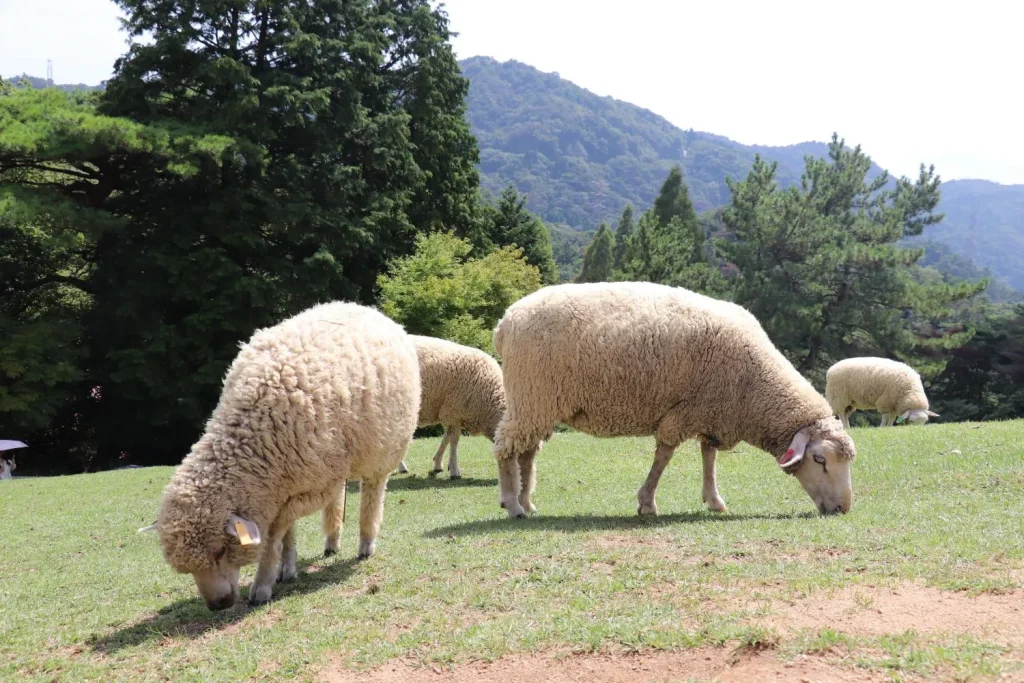 神戸市立六甲山牧場