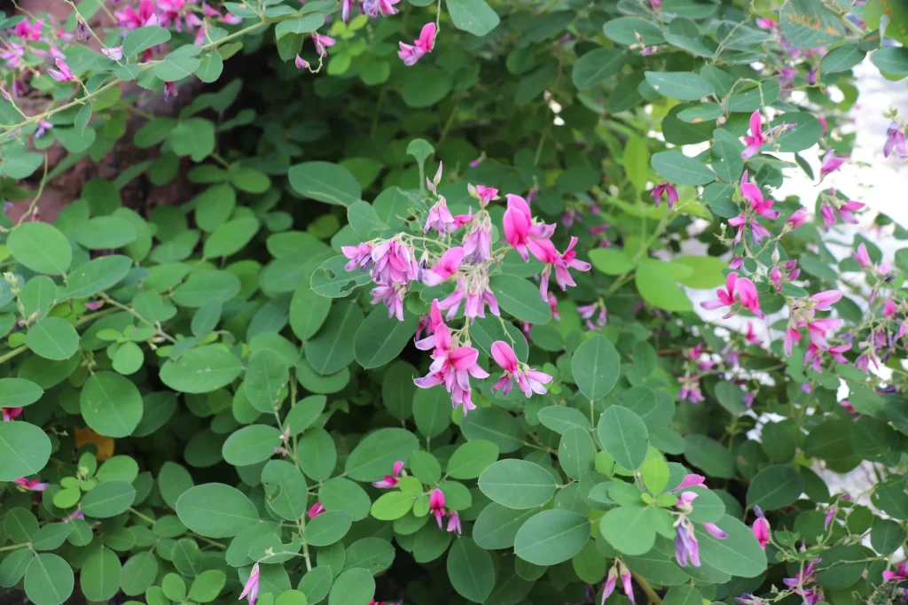 萩の寺東光院　萩の花