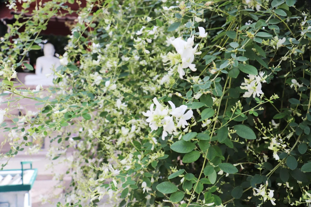 萩の寺東光院　萩の花