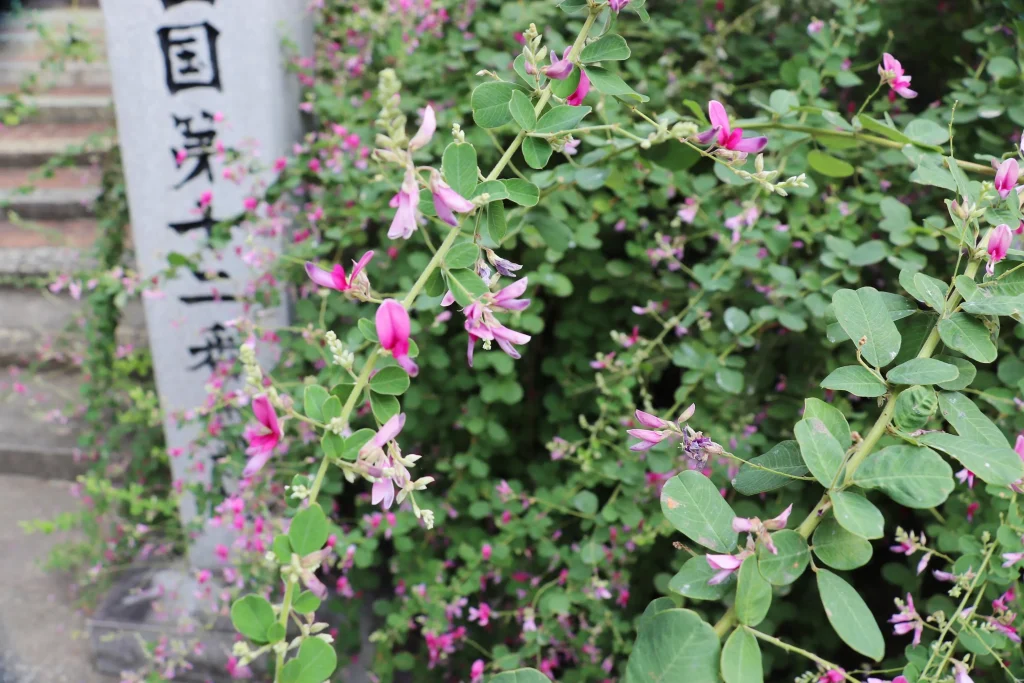 萩の寺東光院　萩の花