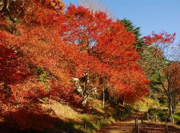 六甲高山植物園の紅葉