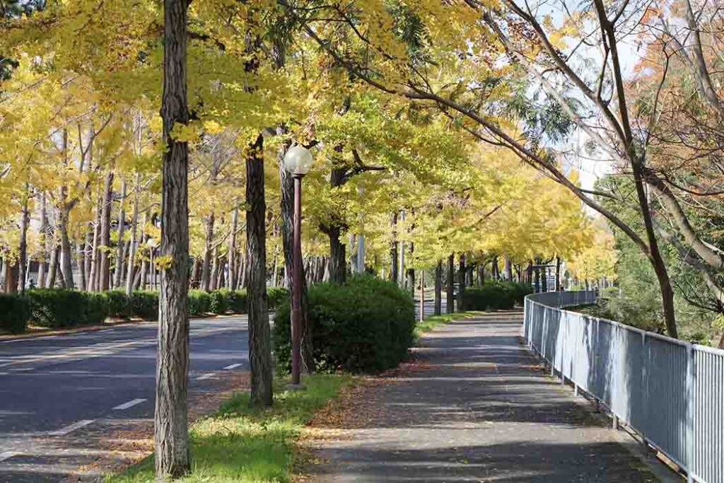 大阪の紅葉 千里ぎんなん通り