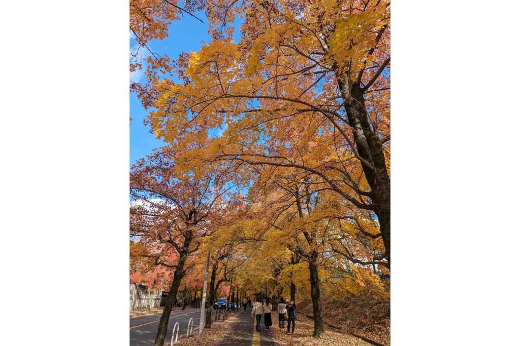 大阪の紅葉　三色彩道