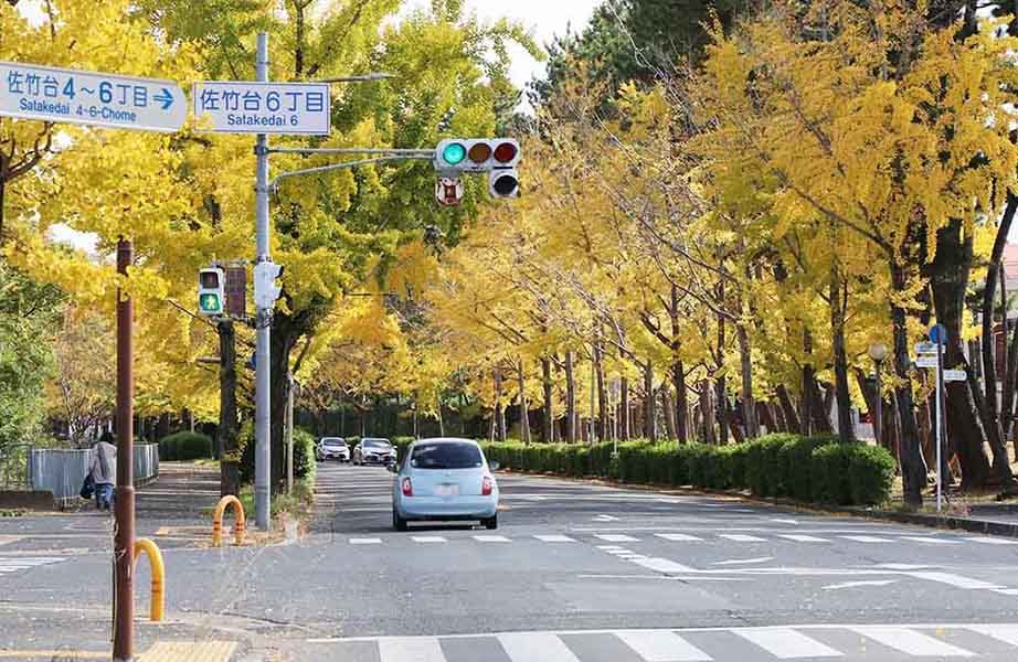 大阪の紅葉　千里ぎんなん通り