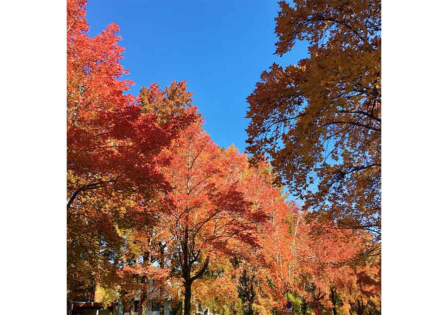 大阪の紅葉　三色彩道