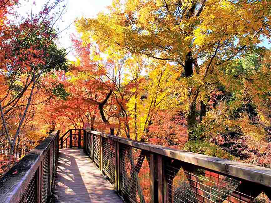 万博記念公園　ソラードの紅葉