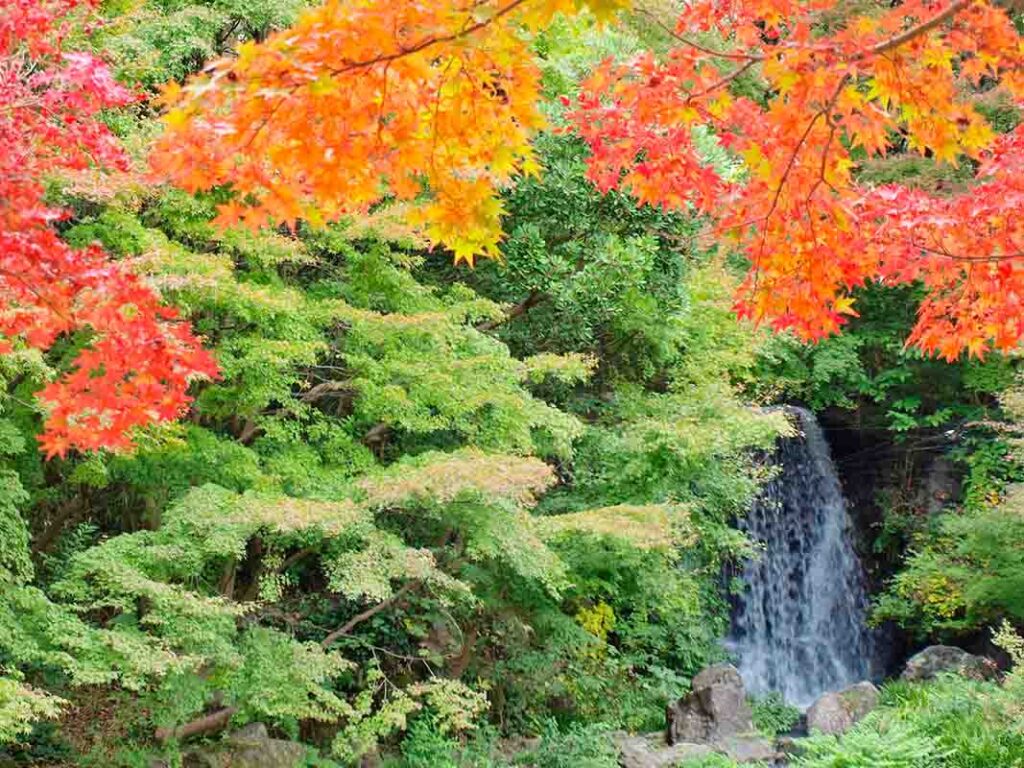 万博記念公園　紅葉渓