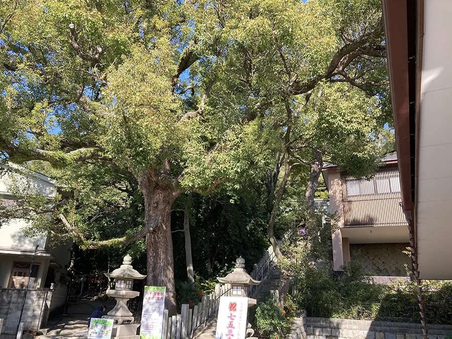 垂水神社のご神木であるクスノキ