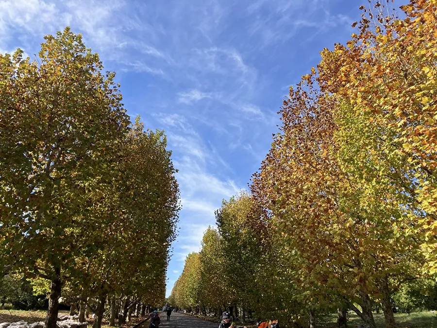 万博記念公園の並木道