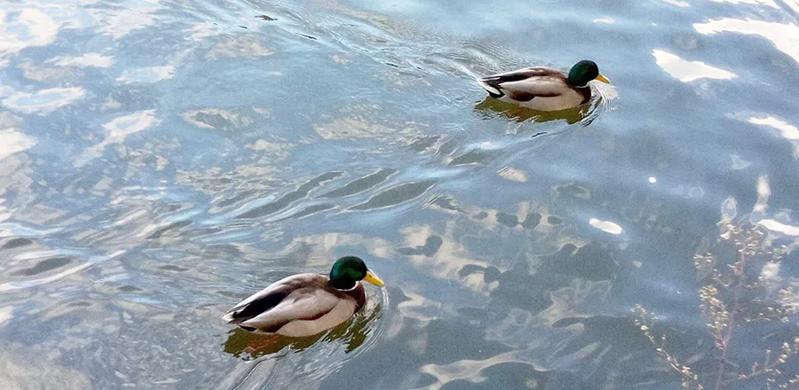 千里南公園野鳥