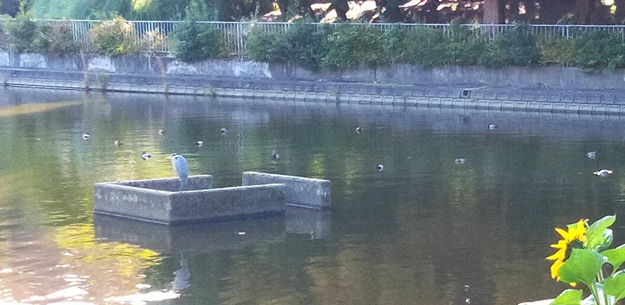 千里南公園野鳥