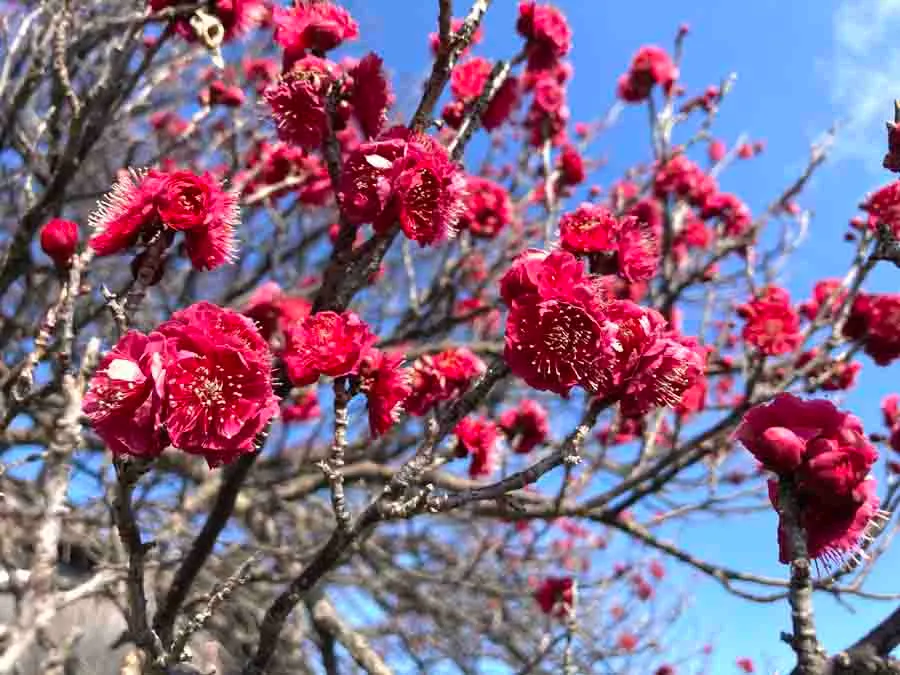 尼崎農業公園の梅園